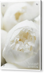 Load image into Gallery viewer, Close up of Peonies - Acrylic Print
