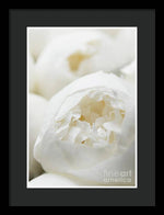 Load image into Gallery viewer, Close up of Peonies - Framed Print
