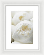 Load image into Gallery viewer, Close up of Peonies - Framed Print
