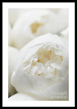 Load image into Gallery viewer, Close up of Peonies - Framed Print
