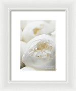 Load image into Gallery viewer, Close up of Peonies - Framed Print
