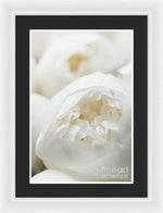 Load image into Gallery viewer, Close up of Peonies - Framed Print
