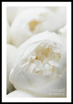 Load image into Gallery viewer, Close up of Peonies - Framed Print
