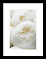 Load image into Gallery viewer, Close up of Peonies - Framed Print
