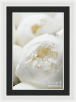 Load image into Gallery viewer, Close up of Peonies - Framed Print

