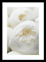 Load image into Gallery viewer, Close up of Peonies - Framed Print
