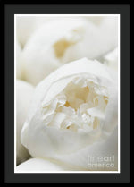 Load image into Gallery viewer, Close up of Peonies - Framed Print
