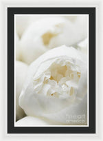 Load image into Gallery viewer, Close up of Peonies - Framed Print
