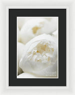 Load image into Gallery viewer, Close up of Peonies - Framed Print
