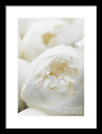 Load image into Gallery viewer, Close up of Peonies - Framed Print
