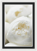 Load image into Gallery viewer, Close up of Peonies - Framed Print
