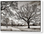 Load image into Gallery viewer, Dulwich Park - Canvas Print
