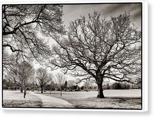 Dulwich Park - Canvas Print