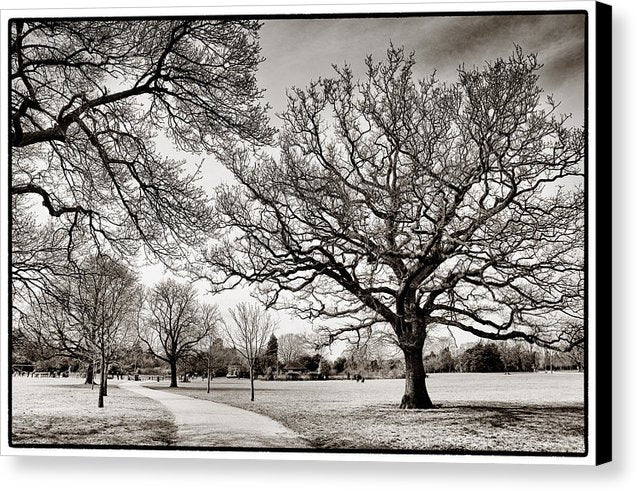 Dulwich Park - Canvas Print