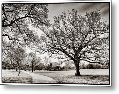 Dulwich Park - Metal Print