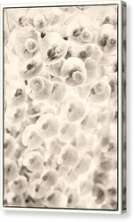 Load image into Gallery viewer, Flowers within Flowers - Canvas Print
