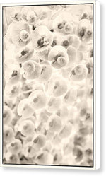 Load image into Gallery viewer, Flowers within Flowers - Canvas Print
