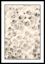 Load image into Gallery viewer, Flowers within Flowers - Framed Print
