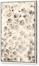 Load image into Gallery viewer, Flowers within Flowers - Acrylic Print
