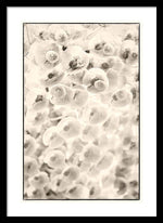 Load image into Gallery viewer, Flowers within Flowers - Framed Print

