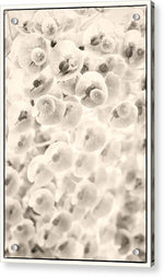 Load image into Gallery viewer, Flowers within Flowers - Acrylic Print
