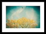 Load image into Gallery viewer, Flying High - Framed Print
