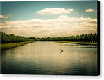 Load image into Gallery viewer, Hampton Court Long Lake's Swans - Canvas Print
