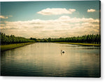 Load image into Gallery viewer, Hampton Court Long Lake's Swans - Acrylic Print

