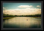 Load image into Gallery viewer, Hampton Court Long Lake's Swans - Framed Print

