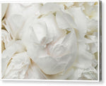 Load image into Gallery viewer, Peonies Delicate Petals - Canvas Print
