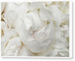 Load image into Gallery viewer, Peonies Delicate Petals - Canvas Print
