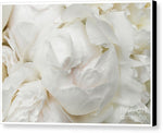 Load image into Gallery viewer, Peonies Delicate Petals - Canvas Print
