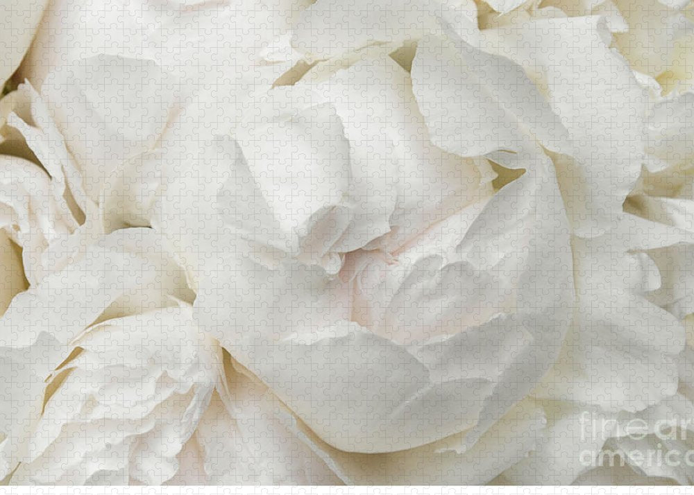 Peonies Delicate Petals - Puzzle