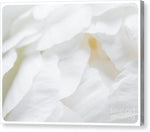 Load image into Gallery viewer, Peonies Petals - Canvas Print
