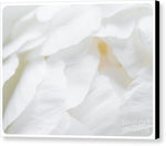 Load image into Gallery viewer, Peonies Petals - Canvas Print

