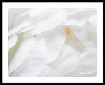 Load image into Gallery viewer, Peonies Petals - Framed Print
