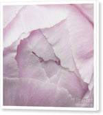 Load image into Gallery viewer, Pink petals close up - Canvas Print
