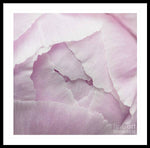 Load image into Gallery viewer, Pink petals close up - Framed Print
