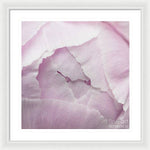 Load image into Gallery viewer, Pink petals close up - Framed Print
