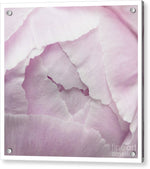 Load image into Gallery viewer, Pink petals close up - Acrylic Print

