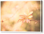 Load image into Gallery viewer, Plant frills 2 - Canvas Print
