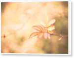 Load image into Gallery viewer, Plant frills 2 - Canvas Print

