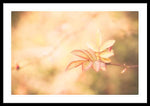 Load image into Gallery viewer, Plant frills 2 - Framed Print
