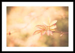 Load image into Gallery viewer, Plant frills 2 - Framed Print
