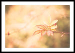 Load image into Gallery viewer, Plant frills 2 - Framed Print
