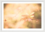 Load image into Gallery viewer, Plant frills 2 - Framed Print
