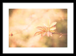 Load image into Gallery viewer, Plant frills 2 - Framed Print
