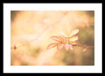 Load image into Gallery viewer, Plant frills 2 - Framed Print

