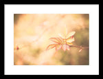 Load image into Gallery viewer, Plant frills 2 - Framed Print
