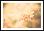 Load image into Gallery viewer, Plant frills 2 - Framed Print
